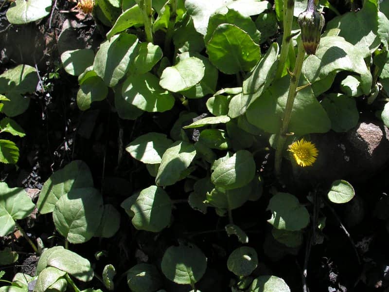 Imagen de Tussilago farfara L.