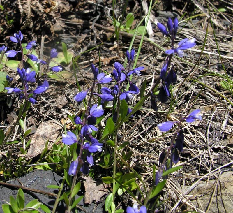 Imagen de Polygala edmundi/serpyllifolia