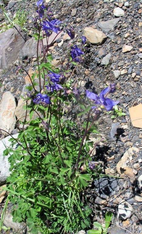 Imagen de Aquilegia vulgaris L.