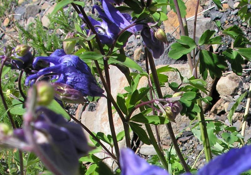 Imagen de Aquilegia vulgaris L. discolor