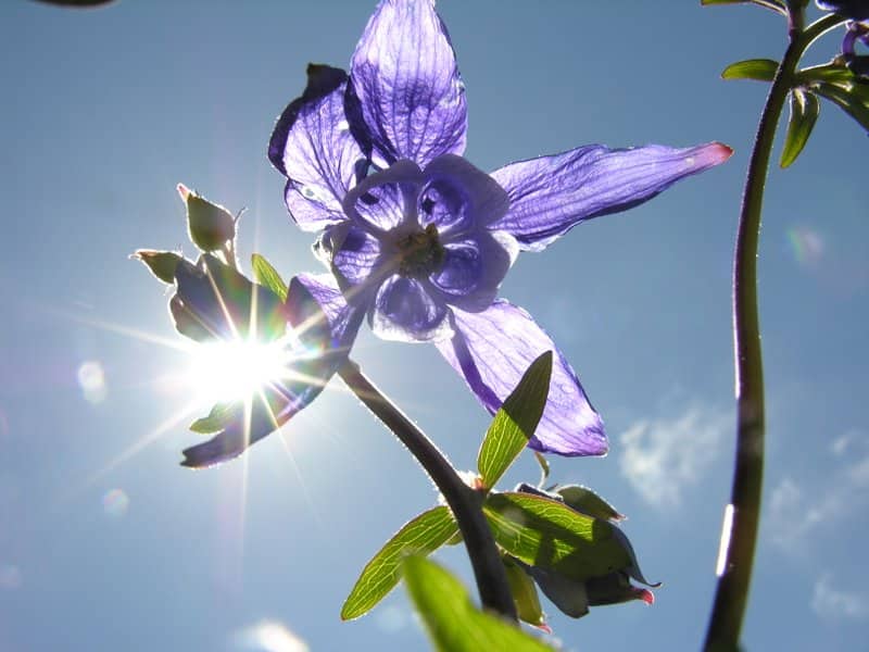 Imagen de Aquilegia vulgaris L.
