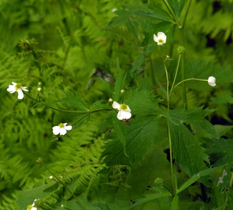 Imagen de Ranunculus aconitifolius L.