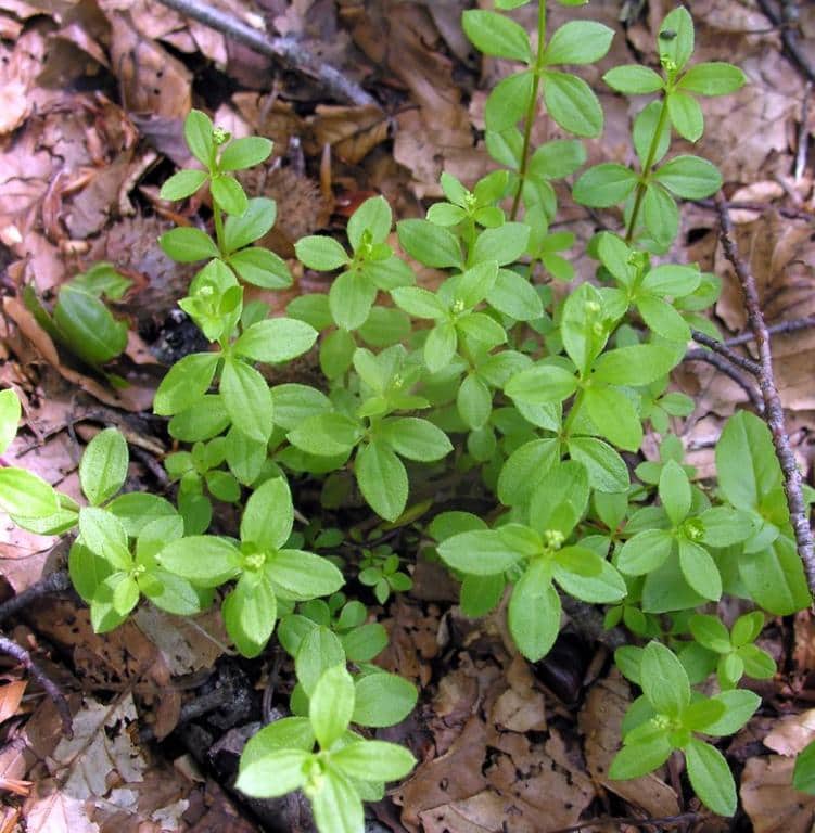 Imagen de Galium odoratum (L.) Scop.
