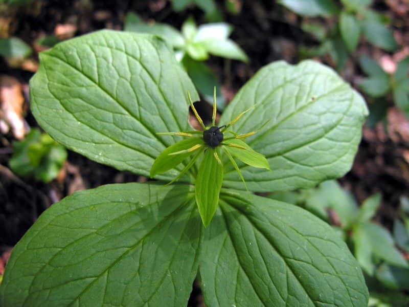 Imagen de Paris quadrifolia L.