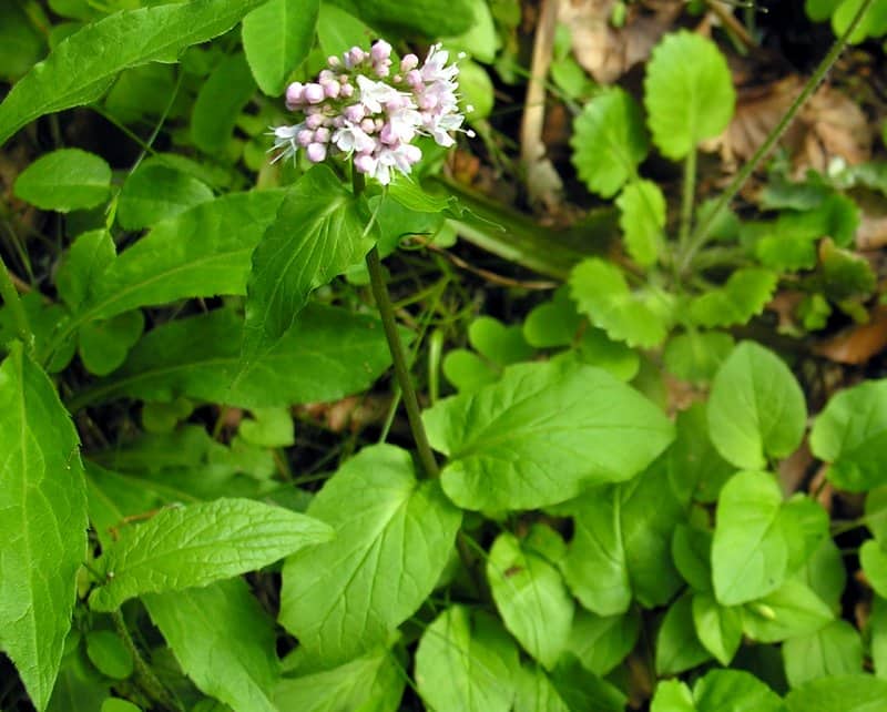 Imagen de Valeriana pyrenaica L.