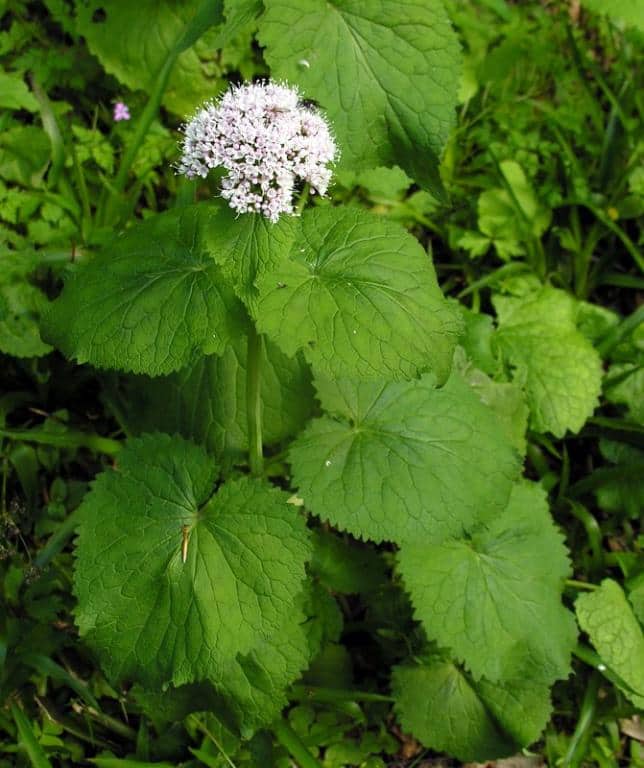 Imagen de Valeriana pyrenaica L.