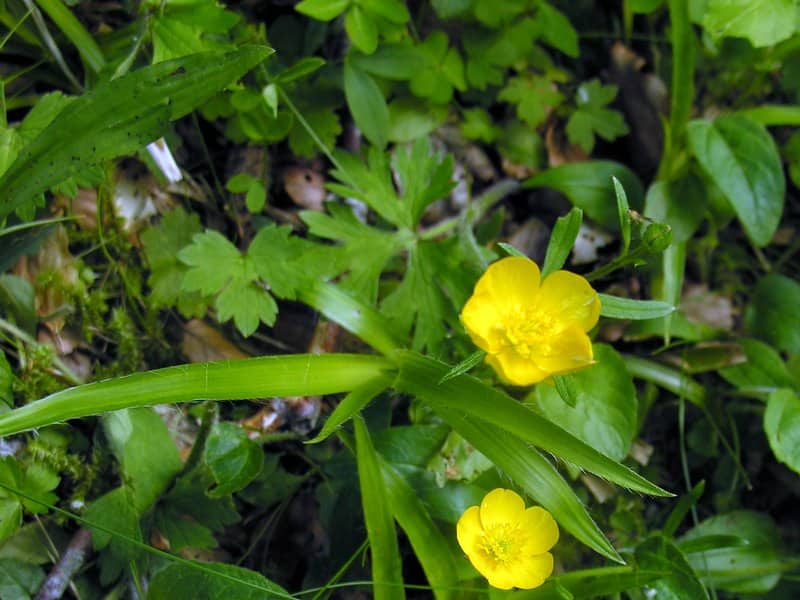 Imagen de Ranunculus