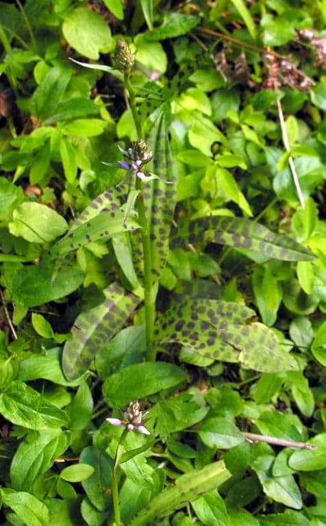 Imagen de Dactylorhiza maculata (L.) Soó