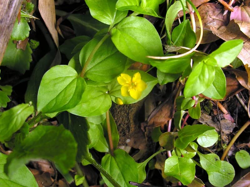 Imagen de Lysimachia nemorum L.