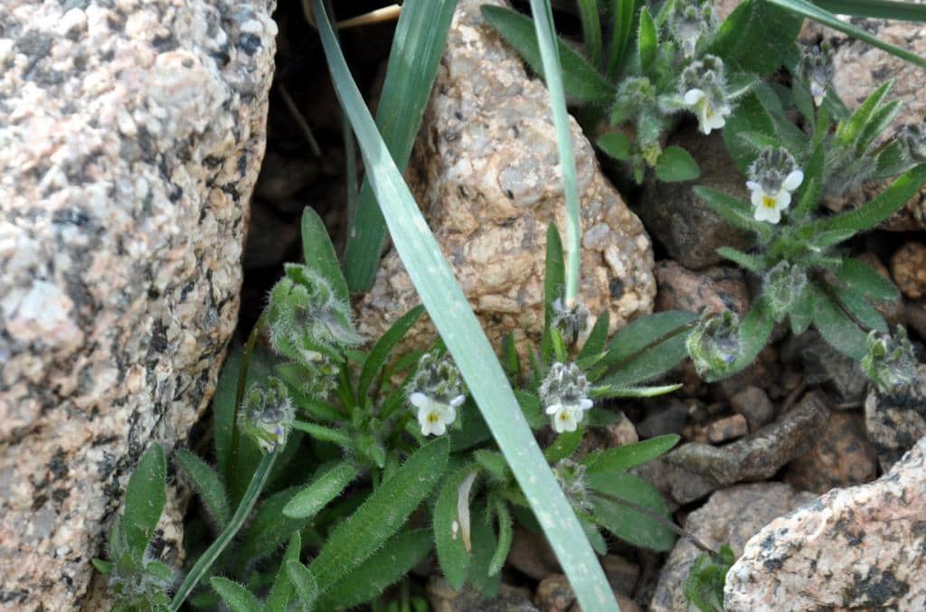 Imagen de Viola parvula Tinneo?