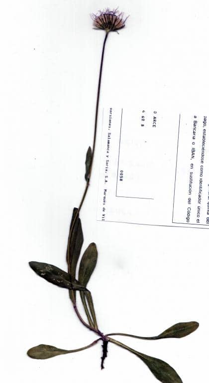 Imagen de Erigeron alpinus L.