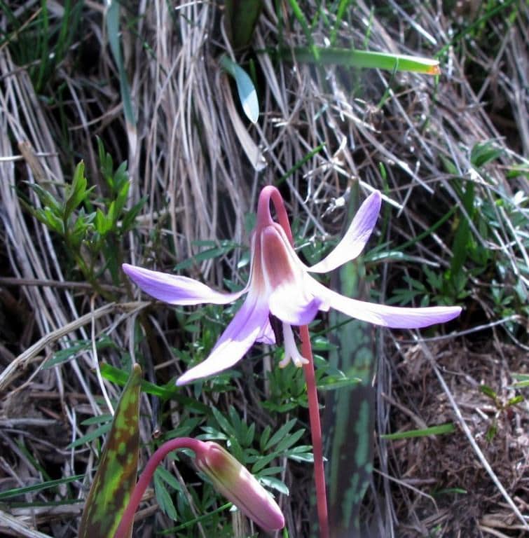 Imagen de Erythronium dens-canis L.