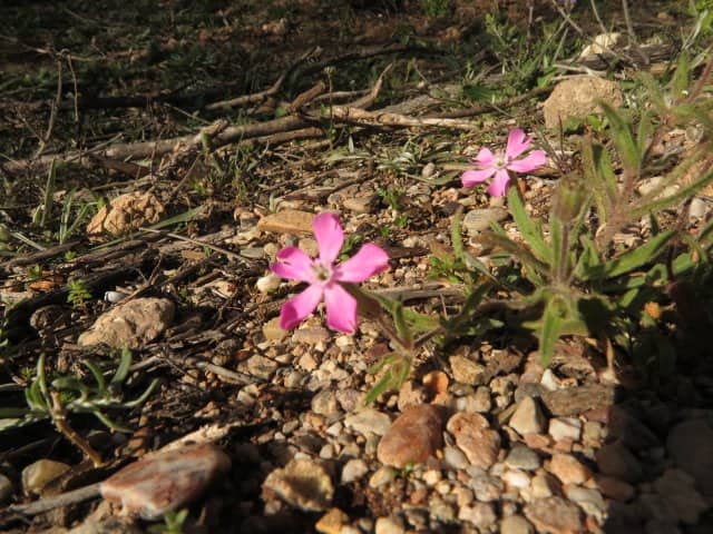 Imagen de Silene littorea Brot. subsp. adscendens (Lag.) Rivas Goday