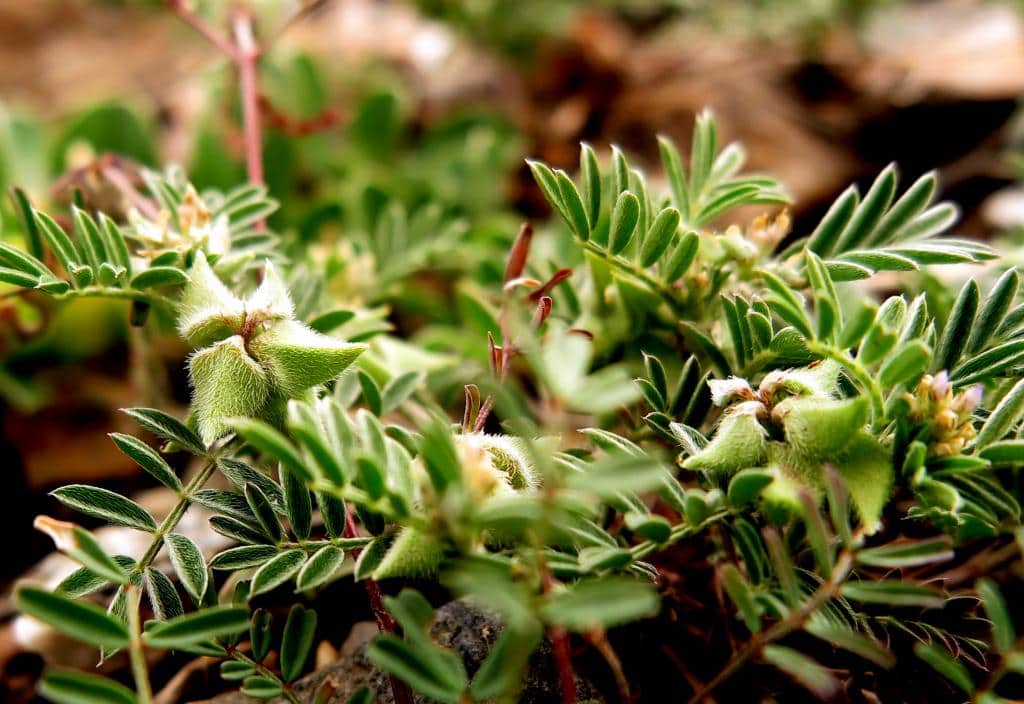 Imagen de Astragalus epiglotis L.