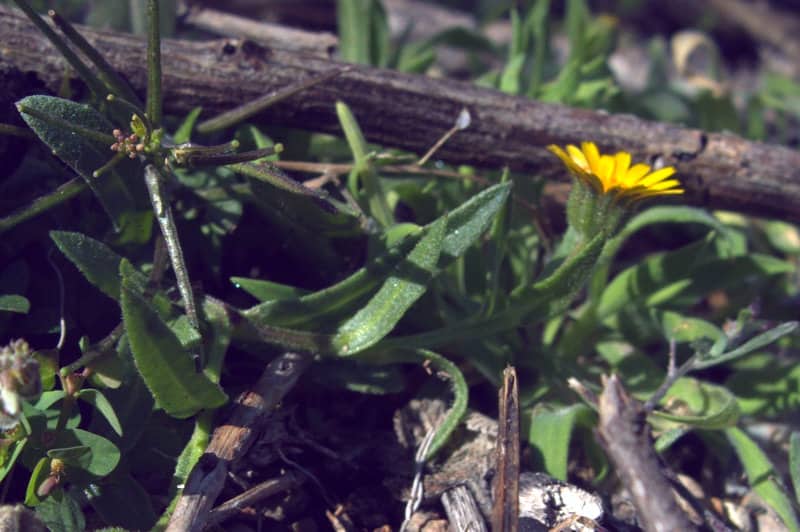 Imagen de Calendula tripterocarpa Rupr.