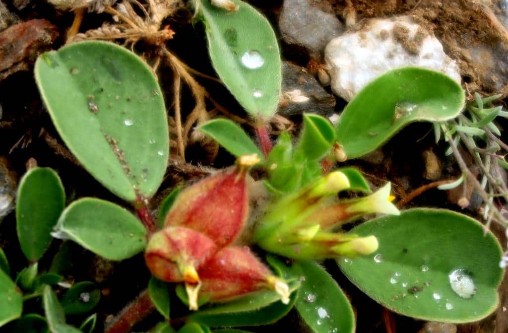 Imagen de Tripodion tetraphyllum (L.) Fourr.