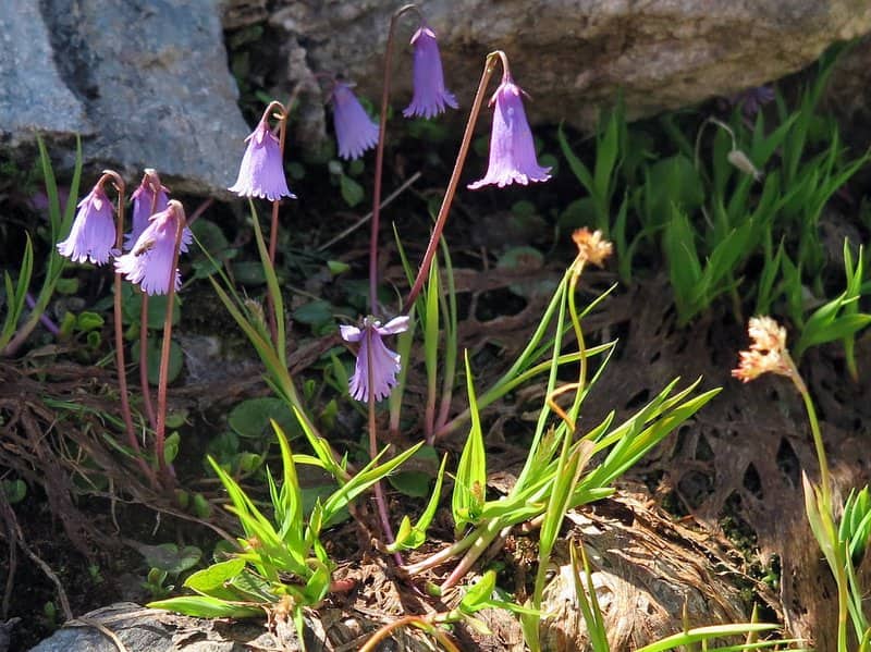 Imagen de Soldanella pusilla Baumg.