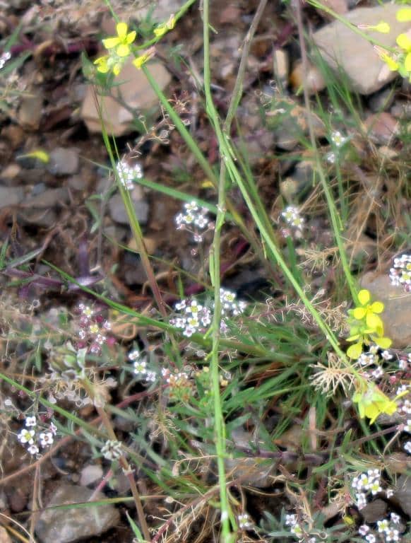 Imagen de Hirschfeldia incana (L.) Lagr. Foss.