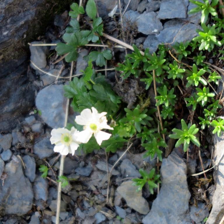 Imagen de Ranunculus