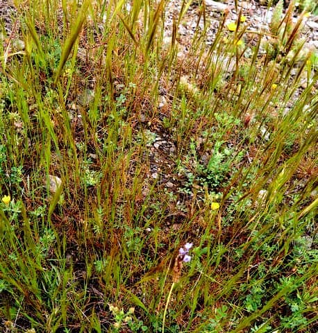 Imagen de Stipa capensis Thunb.