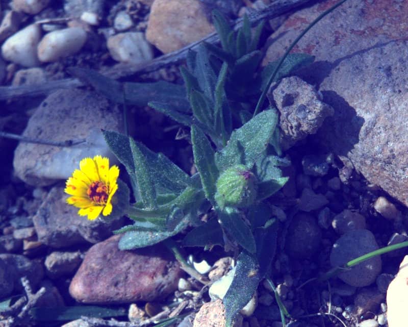 Imagen de Calendula aegyptiaca L.