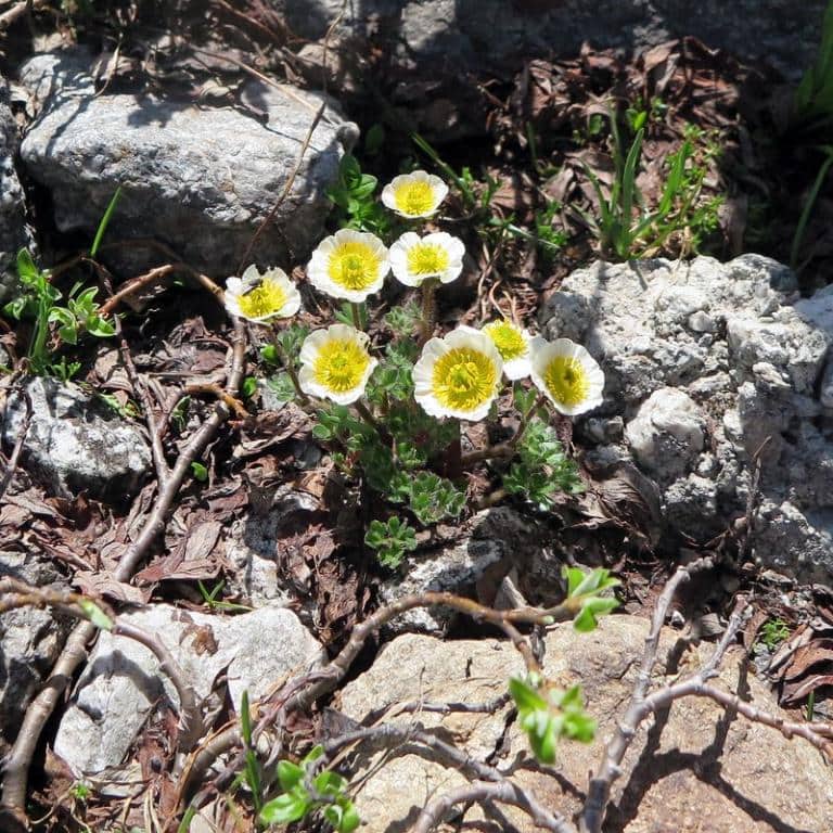 Imagen de Ranunculus glacialis L.
