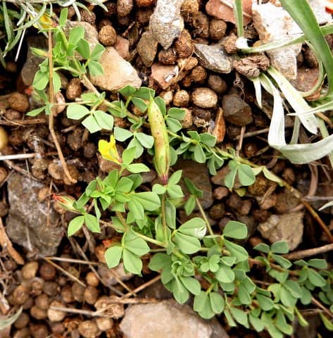 Imagen de Lotus edulis L.