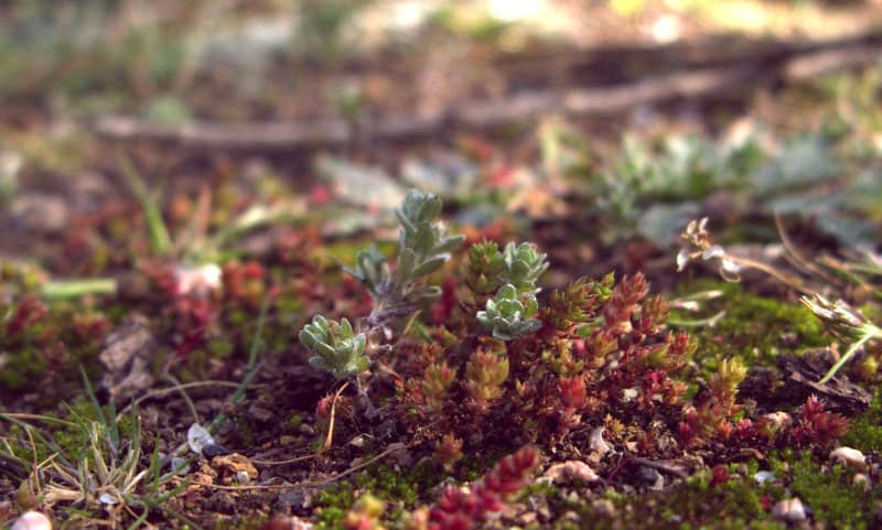 Imagen de Filago varios