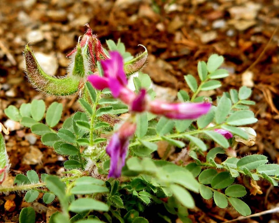 Imagen de Astragalus longidentatus Chater