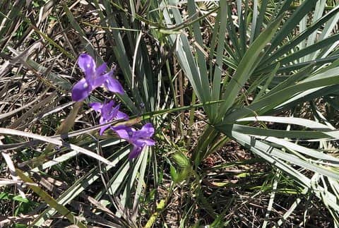 Imagen de Gynandriris sisyrinchium (L.) Parl.