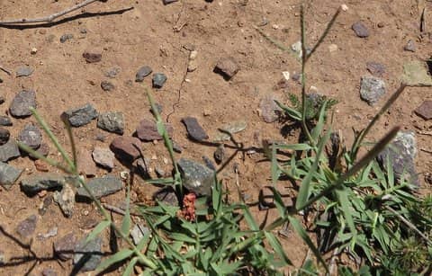 Imagen de Cynodon dactylon (L.) Pers