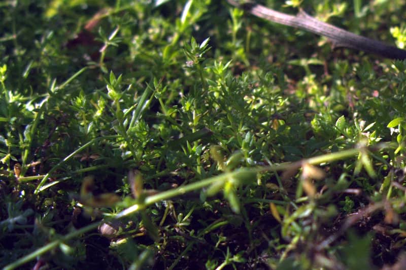 Imagen de Galium murale (L.) All.