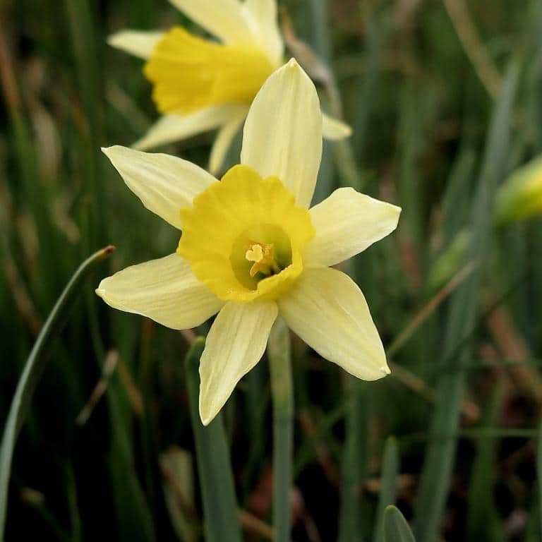 Imagen de Narcissus pseudonarcissus L. subsp. nevadensis (Pugsley) A. Fern.