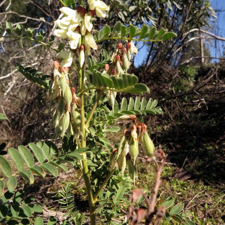 Imagen de Erophaca baetica (L.) Boiss. subsp. baetica