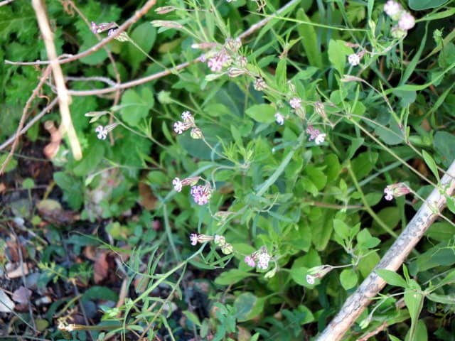 Imagen de Silene secundiflora Otth.