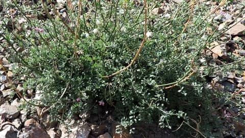 Imagen de Coronilla viminalis Salisb.