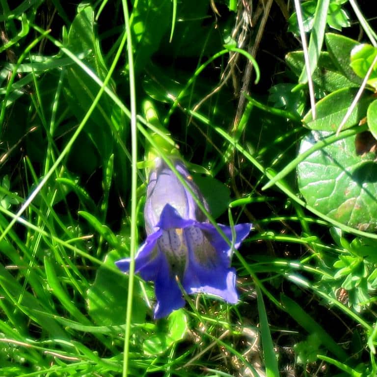 Imagen de Gentiana