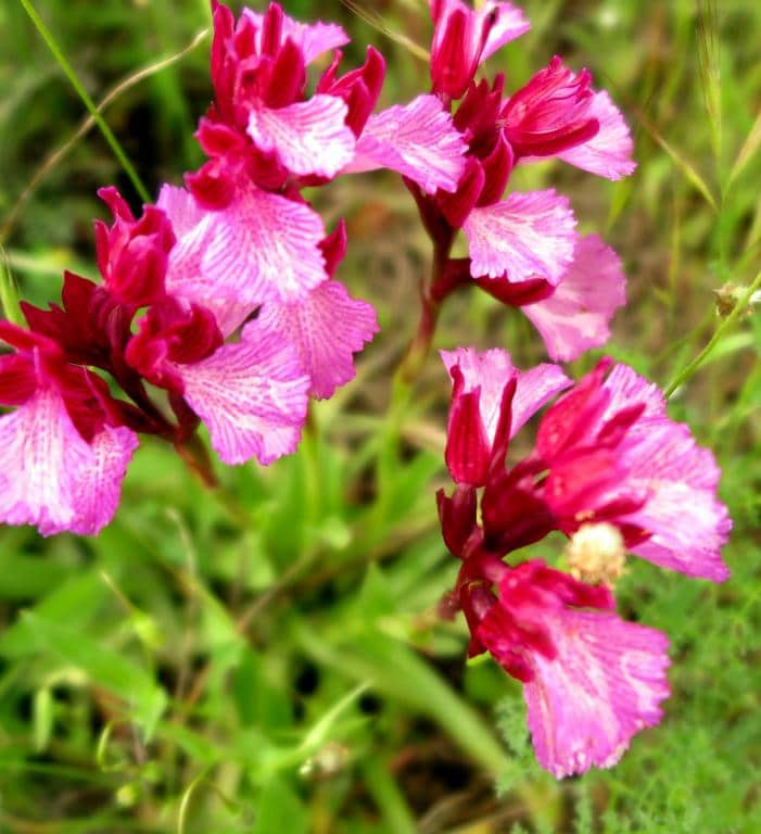 Imagen de Orchis papilionacea L.