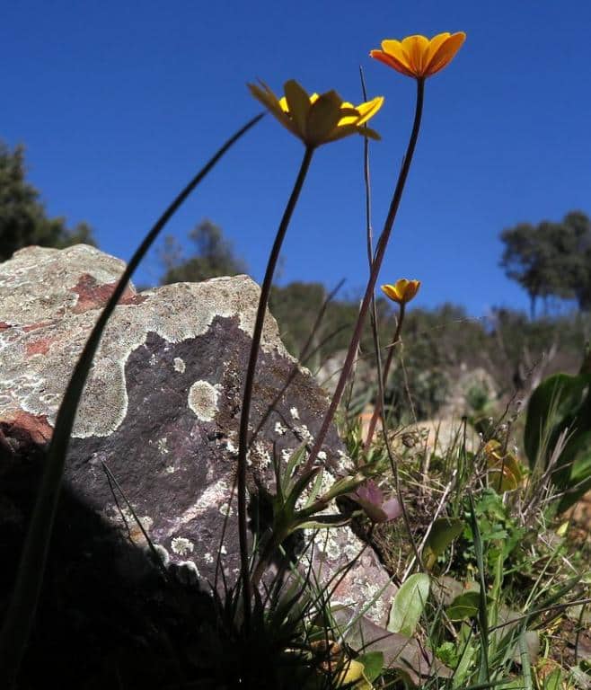 Imagen de Anemone palmata L.