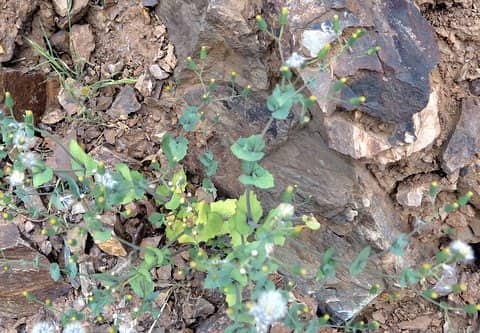 Imagen de Senecio flavus (Decne.) Sch. Bip. in Webb & Berthel.