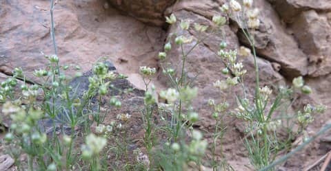 Imagen de Spergula fallax (Lowe) E.H.L. Krause in Sturm ?