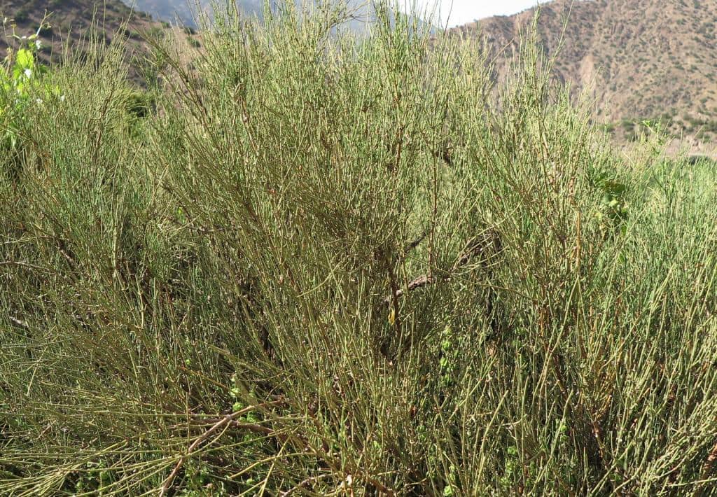 Imagen de Ephedra major Host
