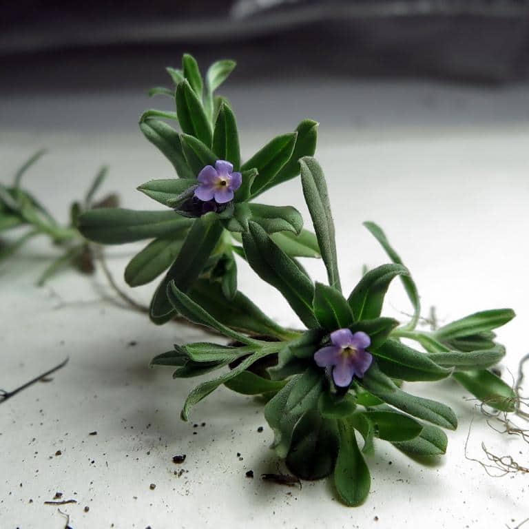 Imagen de Buglossoides incrassata subsp. incrassata (Guss.) I.M. Johnst.