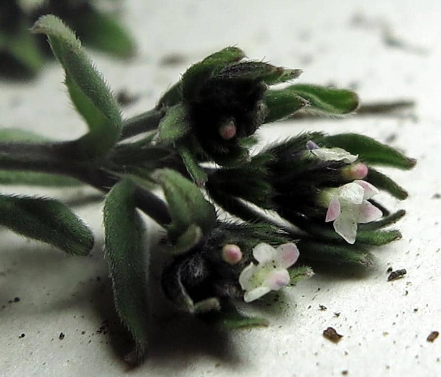 Imagen de Buglossoides arvensis (L.) I. M. Johnston