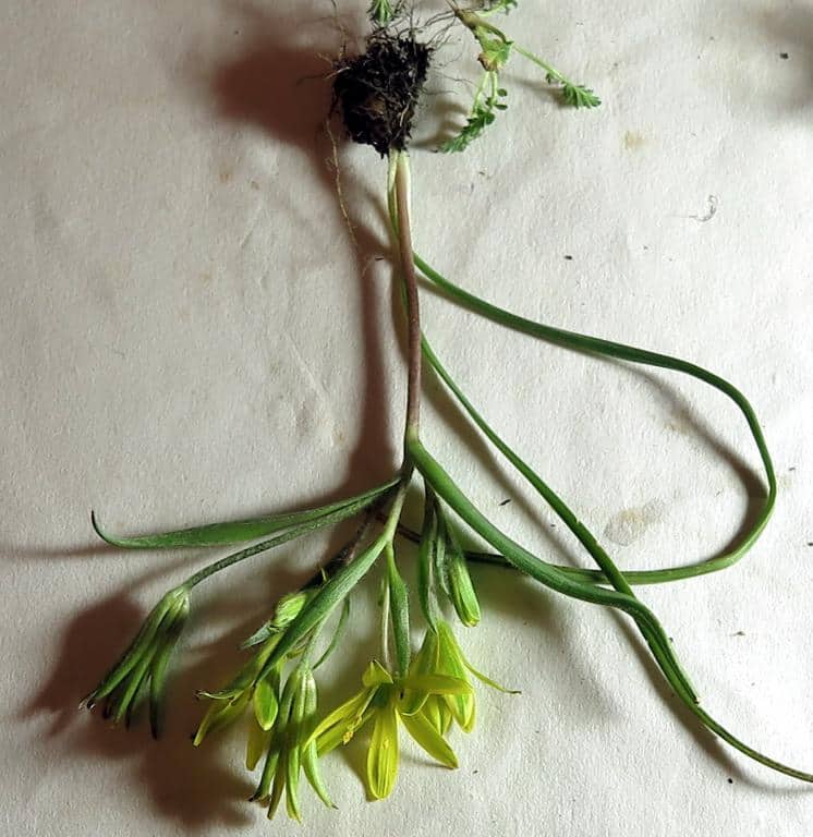 Imagen de Gagea dubia A. Terrac.)