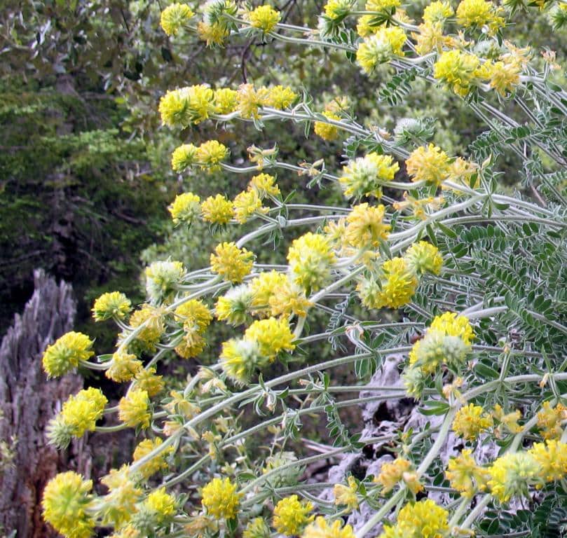 Imagen de Anthyllis policephala Desf.