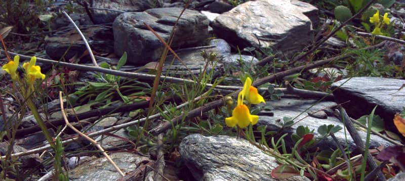 Imagen de Linaria oblongifolia (Boiss) Boiss. & Reut.subsp. benitoi (Fern. Casas) L. Sáez, M.B. Crespo, Juan & M. Bernal