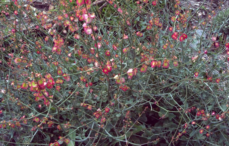 Imagen de Rumex induratus Boiss. & Reuter