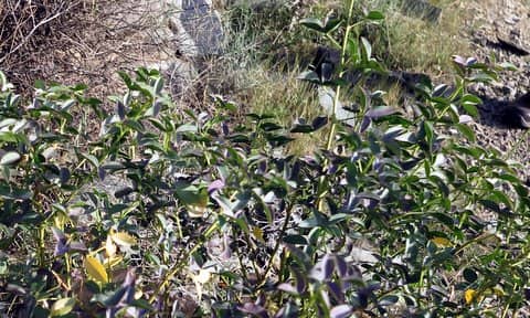 Imagen de Adenocarpus argyrophyllus (Rivas Goday) Caball.