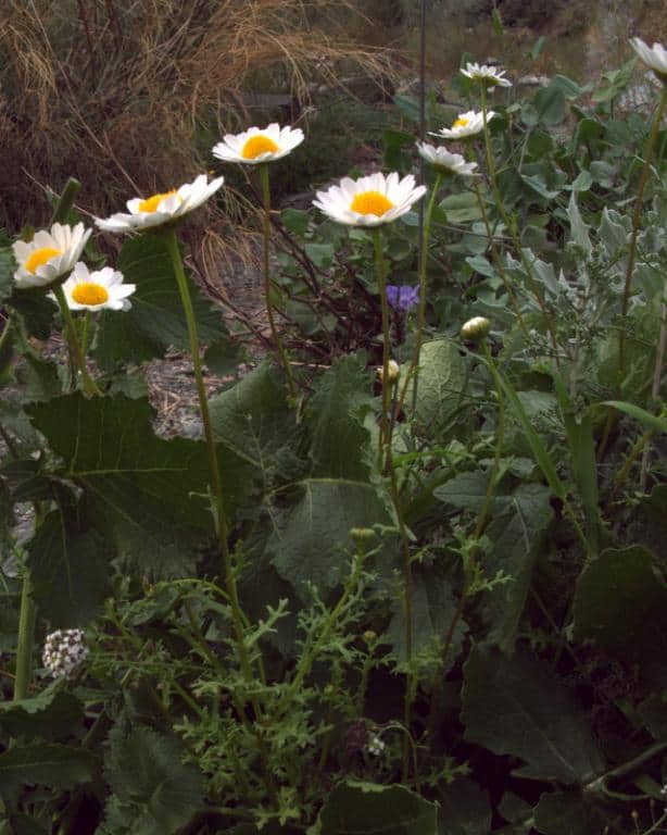 Imagen de Mauranthemum decipiens (Pomel) Vogt & Oberpr